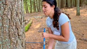 adirondack field ecology tree